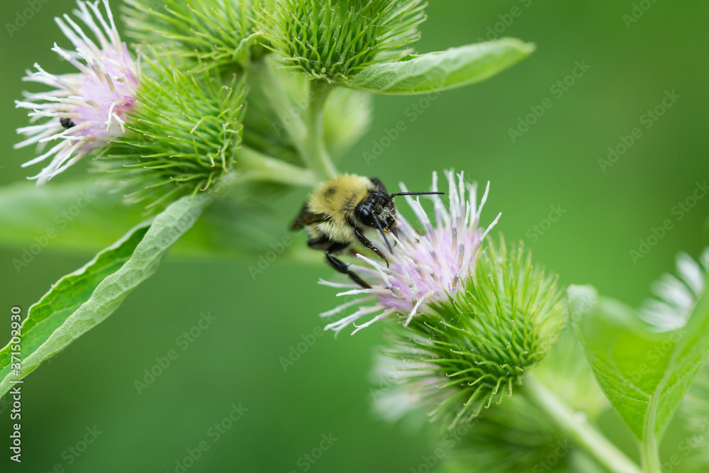 Fototapeta premium Bumblebee on Burdock Flowers in Summer