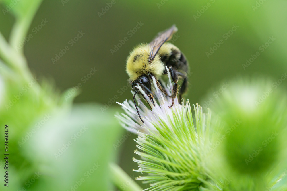 Bumblebee on Burdock Flowers in Summer Bumblebee on Burdock Flowers in Summer