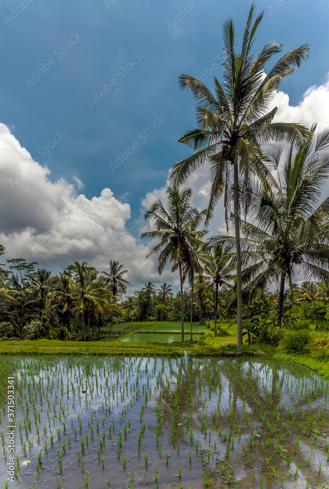 A panorama view of rice fields and palm trees in Bali, Asia