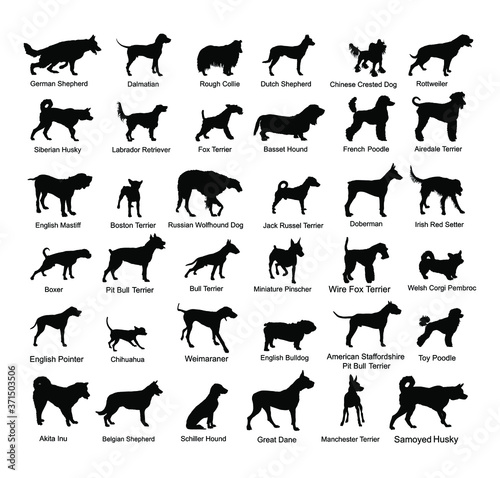 Large dog breed collection vector silhouette isolated on white background: american Staffordshire, pit bull terrier, wire fox terrier, welsh corgi Pembroke and cardigan, Manchester terrier...