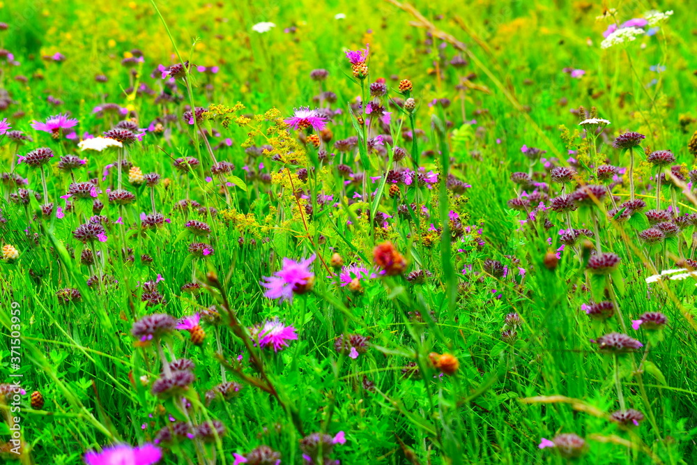 nature
nature