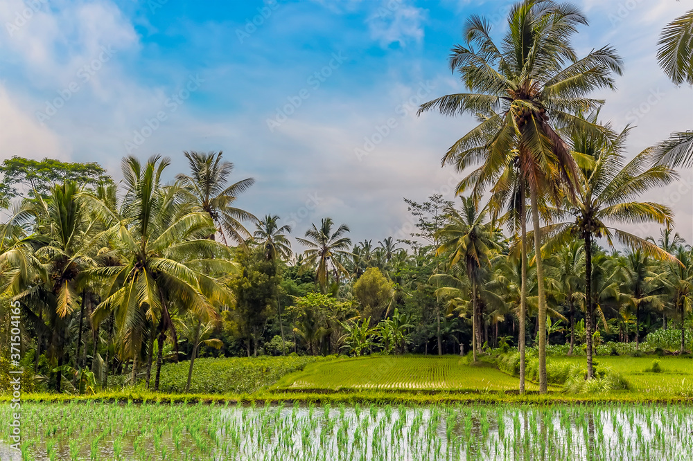 A view across rice fields towards palm trees with a jungle backdrop in Bali, Asia