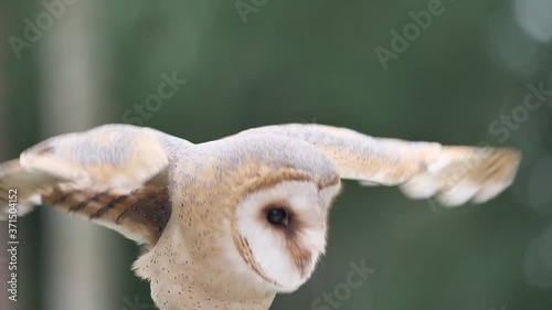 Eine Schleiereule, Tyto alba, schlägt mit den Flügeln, Zeitlupe