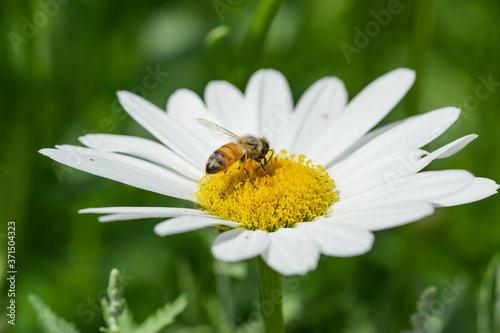 Honeybee on Ox Eye Daisy Flowers