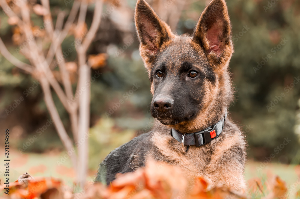 Portrait of a german shepherd puppy while resting in a backyard Portrait of a german shepherd puppy while resting in a backyard