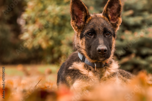 Portrait of a german shepherd puppy while resting in a backyard