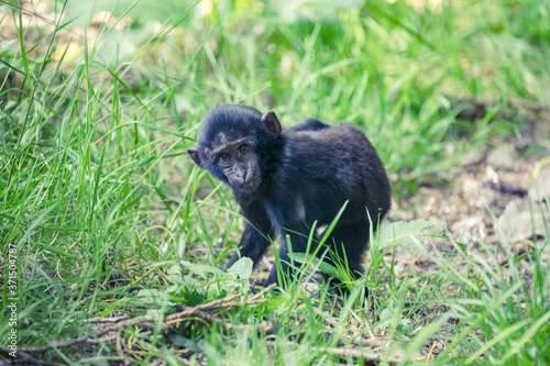monkey