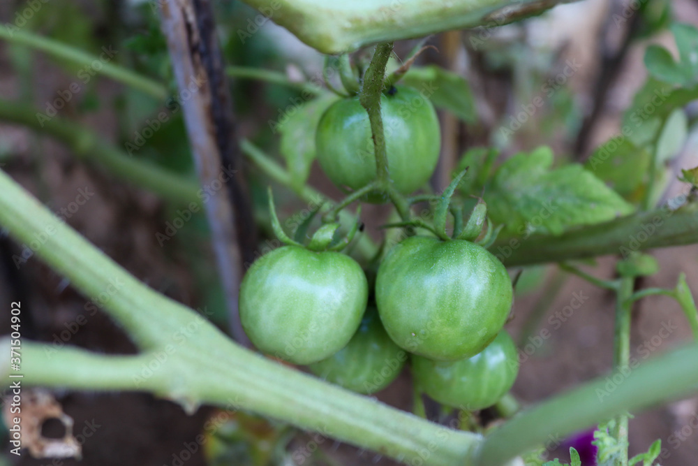 green tomato on a vine