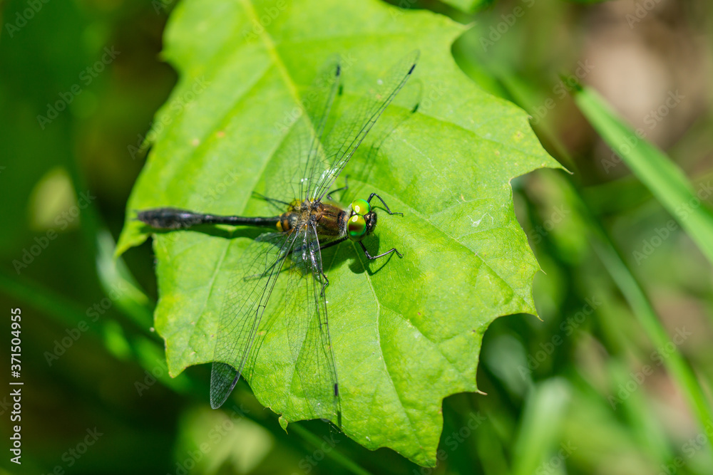 Racket Tailed Emerald Dragonfly in Summer Racket Tailed Emerald Dragonfly in Summer