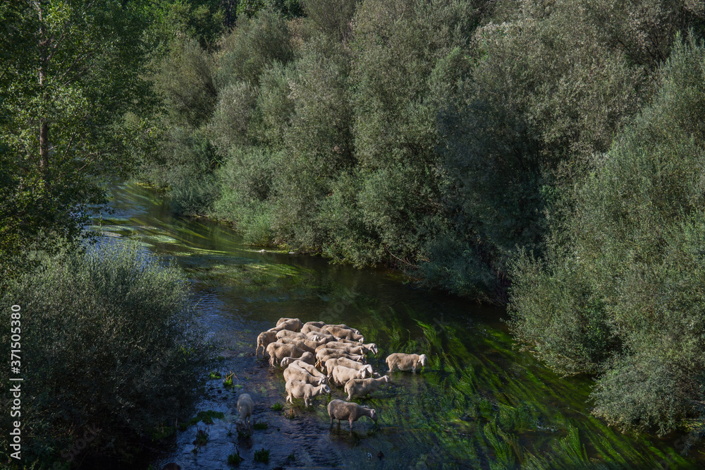 rzeka owce zwierzęta natura drzewa woda rośliny
