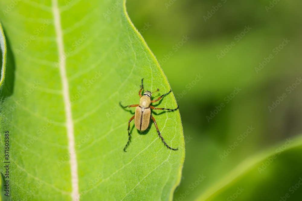 Rose Chafer Beetle in Summer Rose Chafer Beetle in Summer