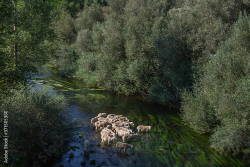 Obraz na płótnie rzeka owce zwierzęta natura drzewa woda rośliny w salonie