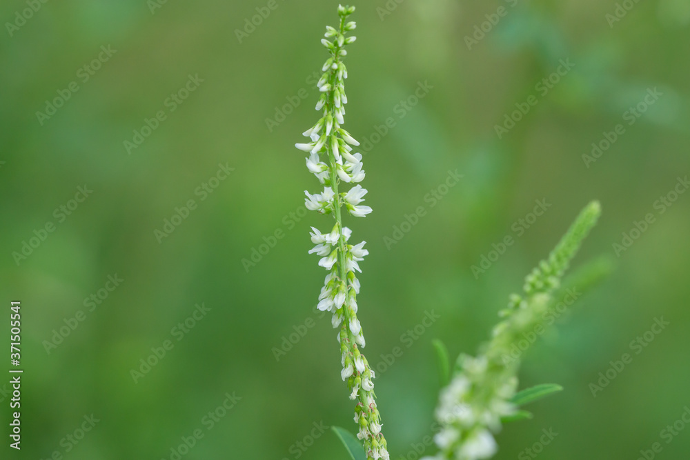 White Sweet Clover Flowers in Summer White Sweet Clover Flowers in Summer
