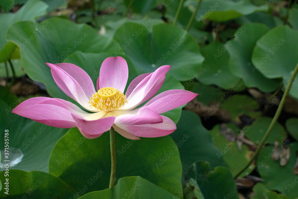 Lotus blossom in the middle of the pond. Nymphaea lotus is a type of aquatic plant. Lotus blossom in the middle of the pond. Nymphaea lotus is a type of aquatic plant.