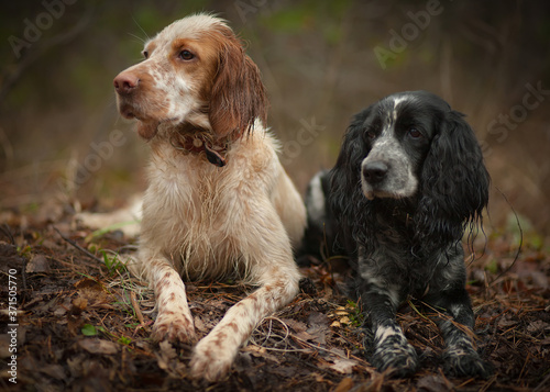 Portrait of two hunting dogs. English setter and Russian hunting spaniel. photo