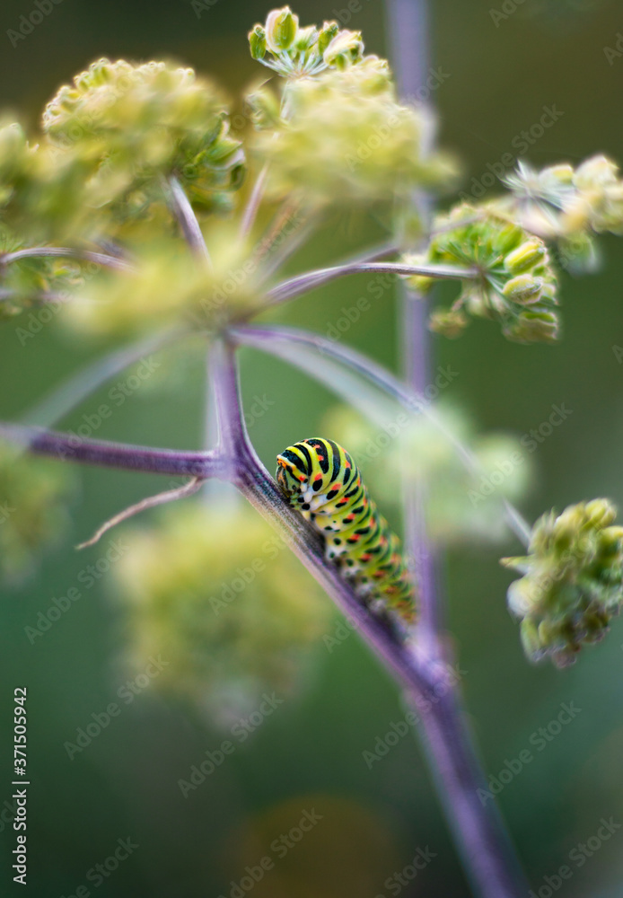 Beautiful green caterpillar creeps on a green plant in the garden
Beautiful green caterpillar creeps on a green plant in the garden