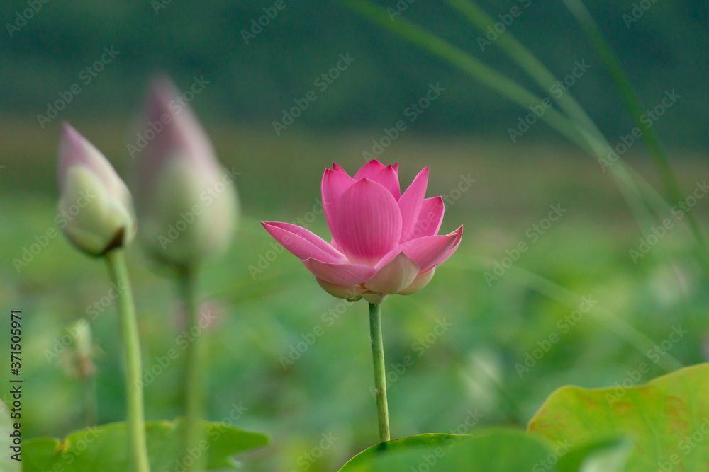 Lotus blossom in the middle of the pond. Nymphaea lotus is a type of aquatic plant. Lotus blossom in the middle of the pond. Nymphaea lotus is a type of aquatic plant.