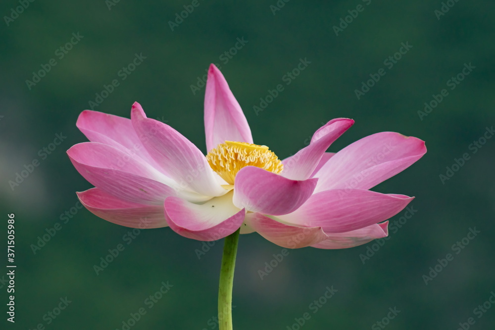 Lotus blossom in the middle of the pond. Nymphaea lotus is a type of aquatic plant. Lotus blossom in the middle of the pond. Nymphaea lotus is a type of aquatic plant.