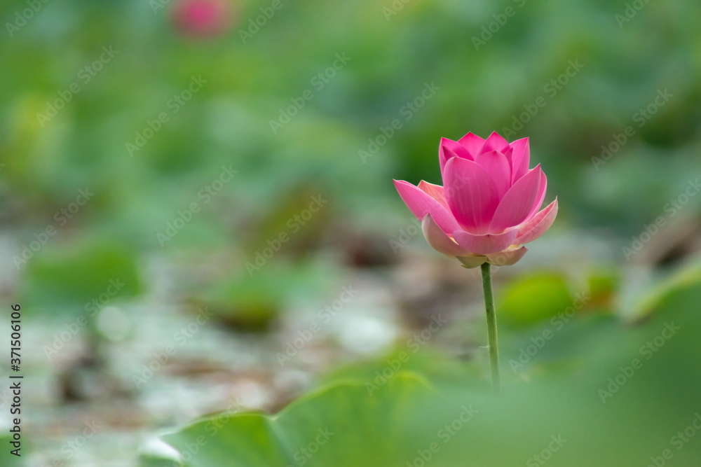 Lotus blossom in the middle of the pond. Nymphaea lotus is a type of aquatic plant.