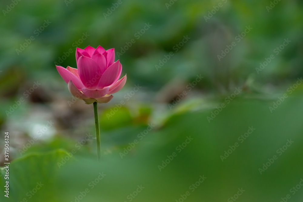 Lotus blossom in the middle of the pond. Nymphaea lotus is a type of aquatic plant.