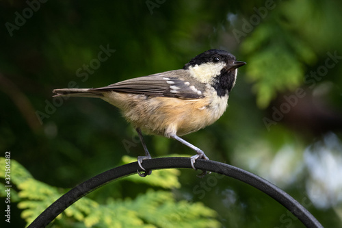 Coal tit, Periparus ater photo