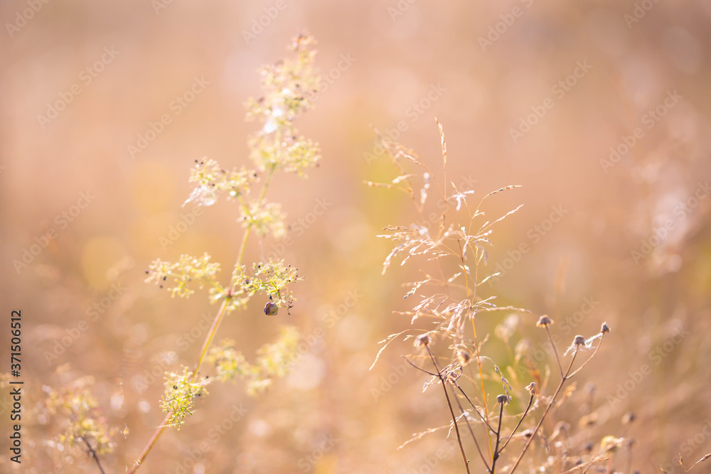 Fototapeta premium wild flowers in midsummer 
