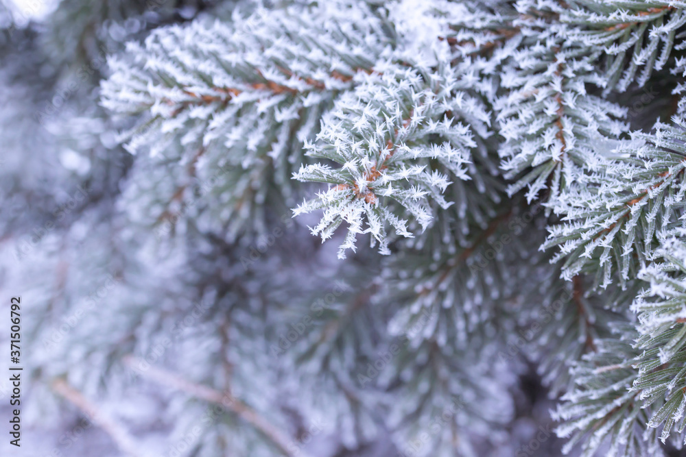 Frost on green fir needles close up selective focus 