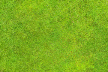 Green lawn texture and background