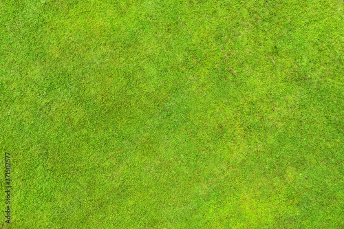 Green lawn texture and background photo