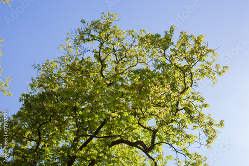 Albero in primavera, pronto per germogliare