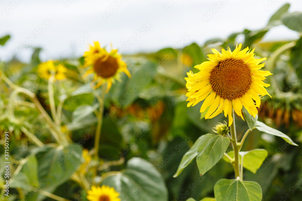 Blooming sunflowers on the field in summer. Sunflowers. Harvest. Sunflower fields Blooming sunflowers on the field in summer. Sunflowers. Harvest. Sunflower fields