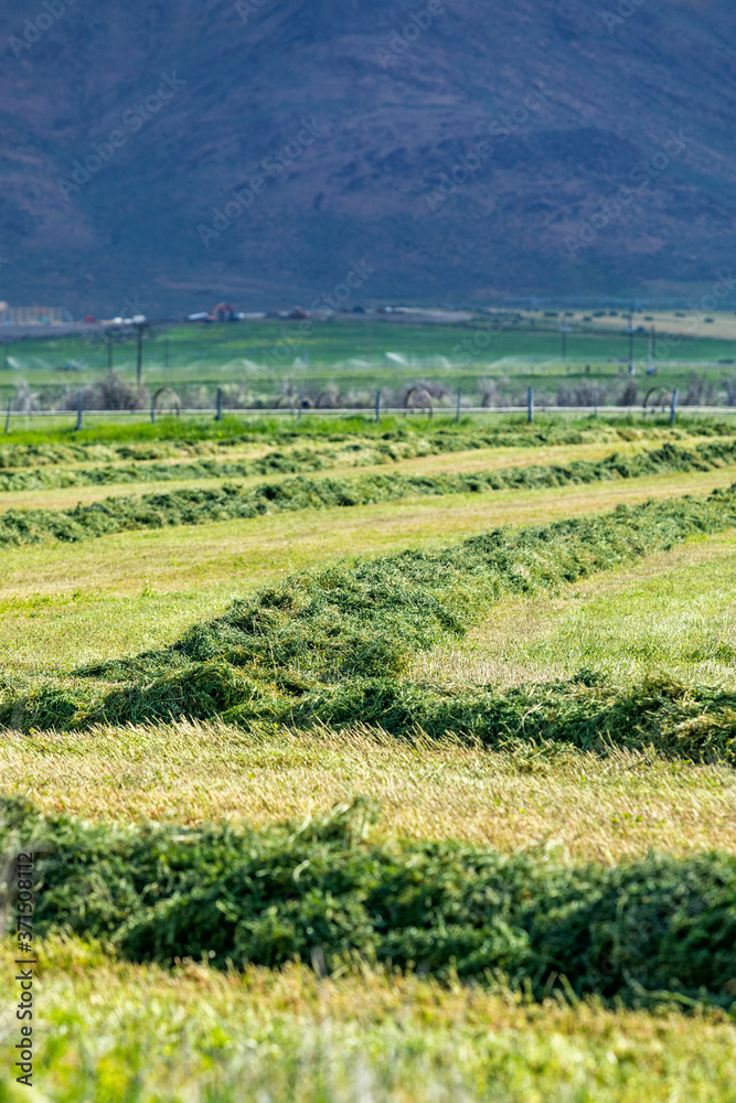 USA, Idaho, Sun Valley, Freshly cut grass in field USA, Idaho, Sun Valley, Freshly cut grass in field