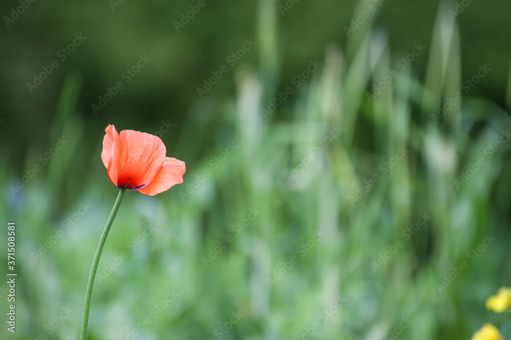 Red Poppy in the Field