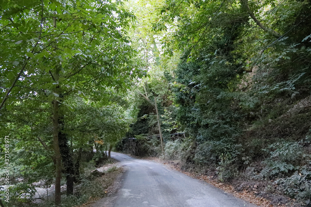 Fototapeta premium road in the forest