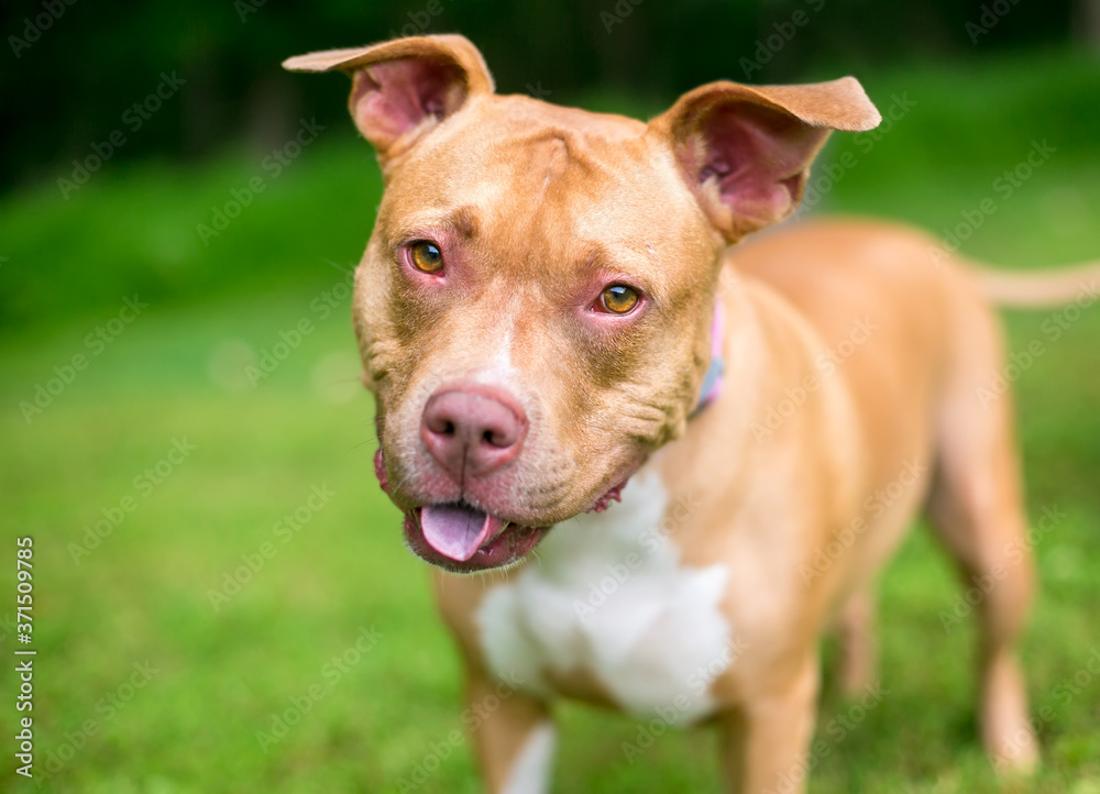 A happy Pit Bull Terier mixed breed dog looking at the camera