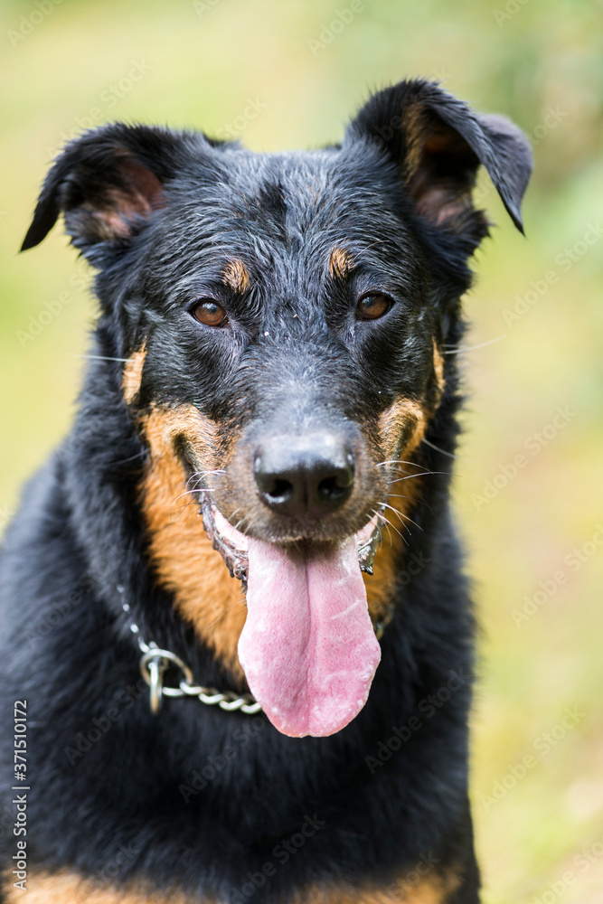 Portrait d'un berger de Beauce Portrait d'un berger de Beauce