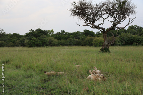 Lions Relaxing Beneath Tree in Kenya  Africa