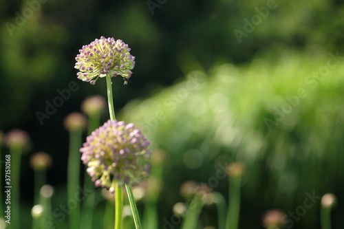 July in the garden  pink garlic flowers  close-up  bokeh