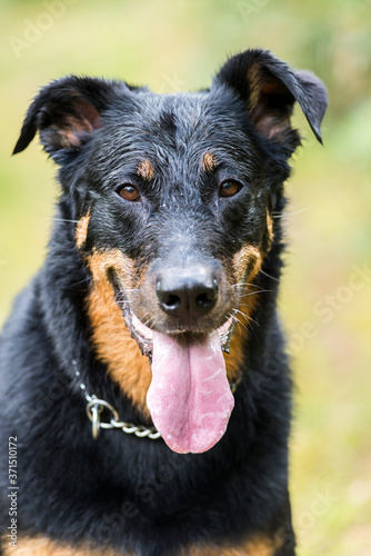 Portrait d'un berger de Beauce © n3d-artphoto.com