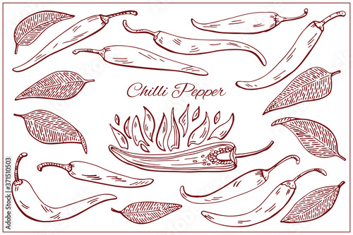 Chilli pepper. Botanical hand drawn illustration set. Herbs and Spices. Engraved style 