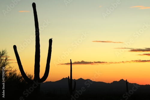 Silhouette sky in the Arizona desert at sunset