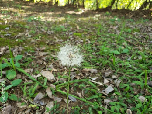dandelions in the grass