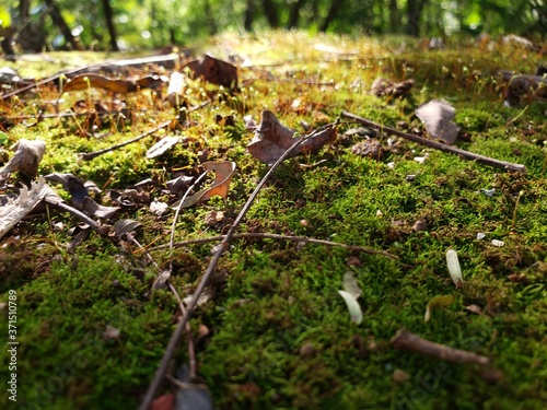 moss on the ground