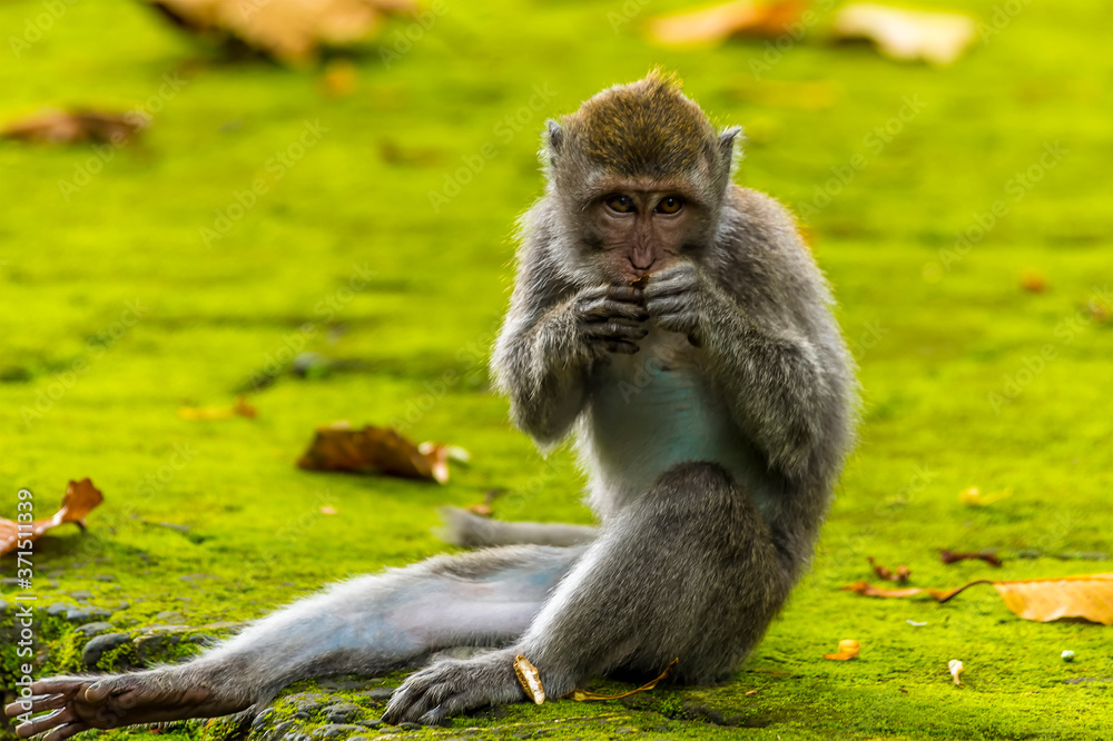 Young long-tailed monkey having a meal in the monkey forest near Ubud, Bali, Asia