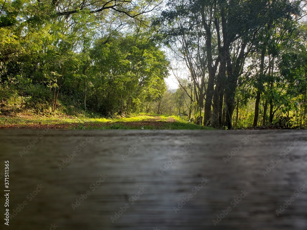 path in the forest