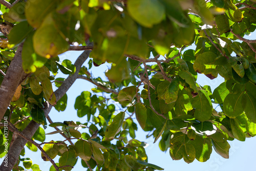 Close-up view of tree leaves