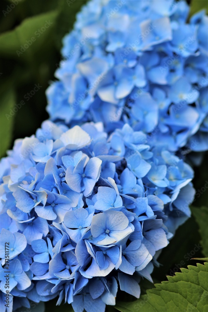 
flowering bush of blue hydrangea