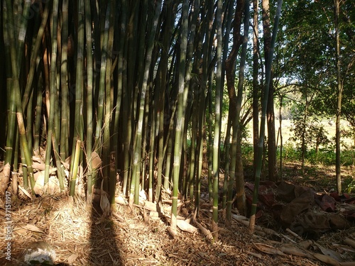 bamboo
