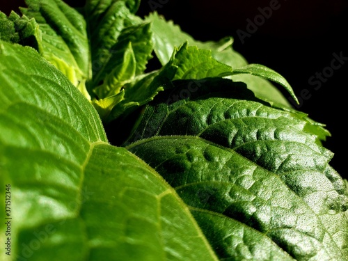 close up of a green leaf