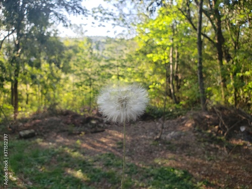 dandelion in the forest